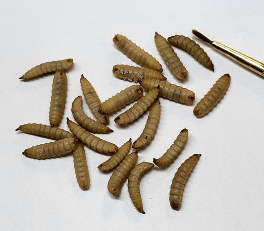 1000 Large - Live  Black Soldier Fly Larvae