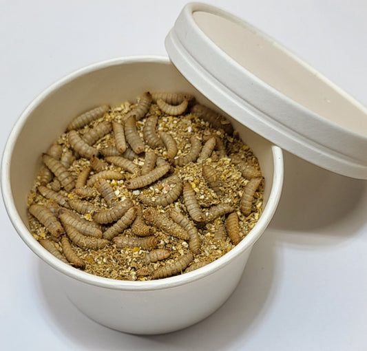 1000 Large - Live  Black Soldier Fly Larvae