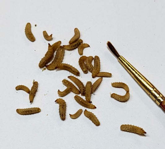 1000 Small - Live  Black Soldier Fly Larvae